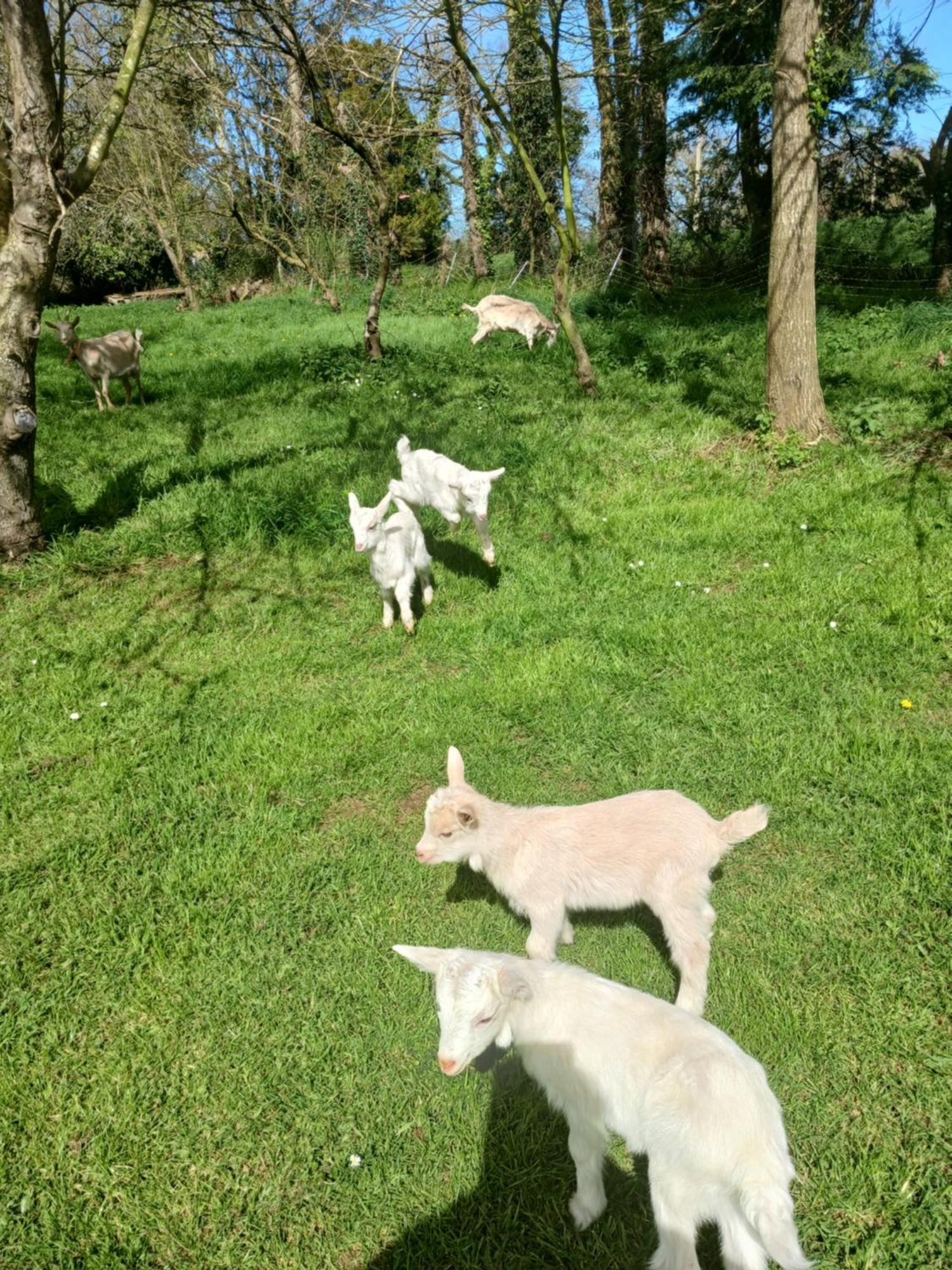 La Ferme Stanczak Apartment Treguier Bagian luar foto