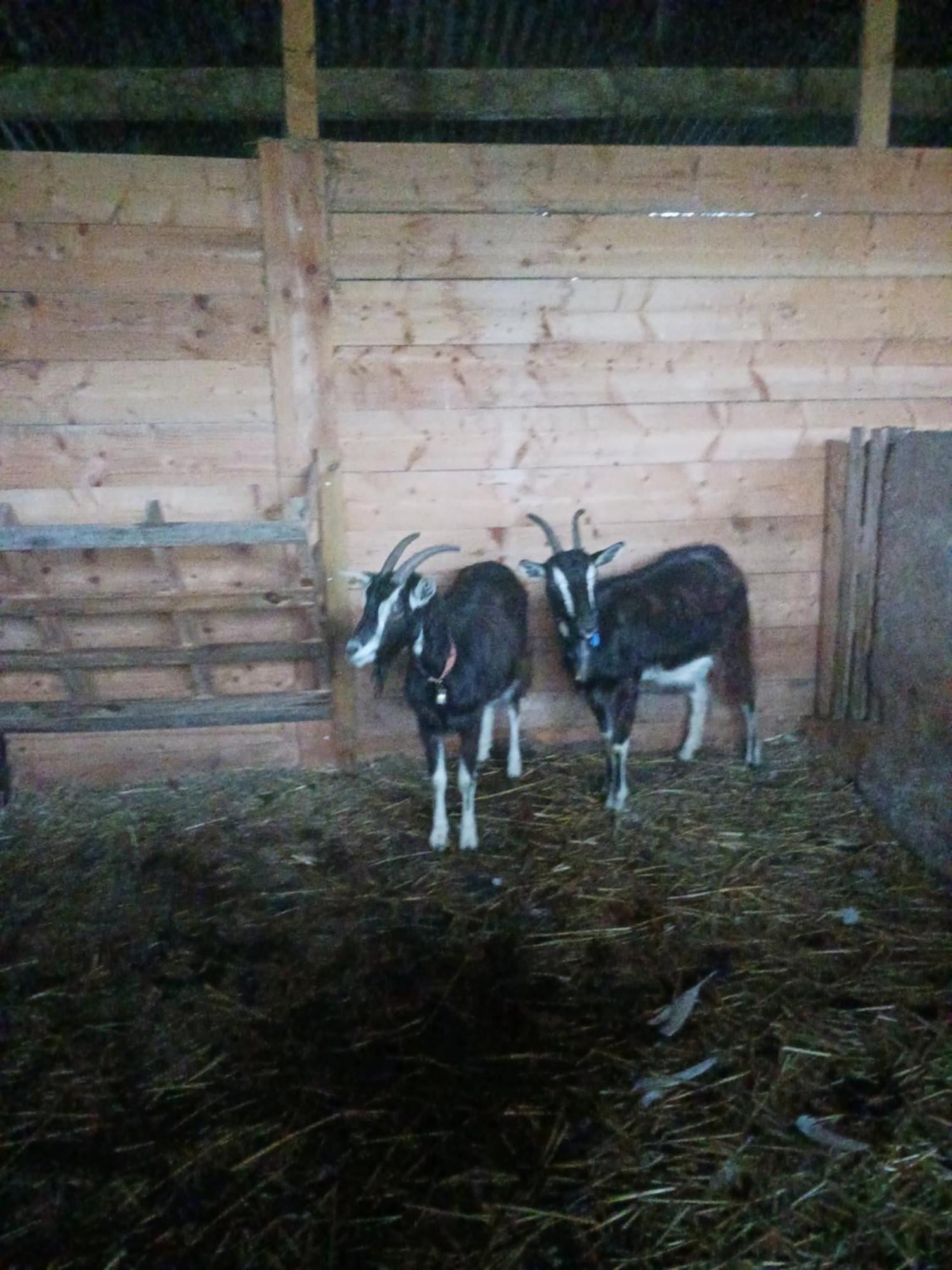 La Ferme Stanczak Apartment Treguier Bagian luar foto