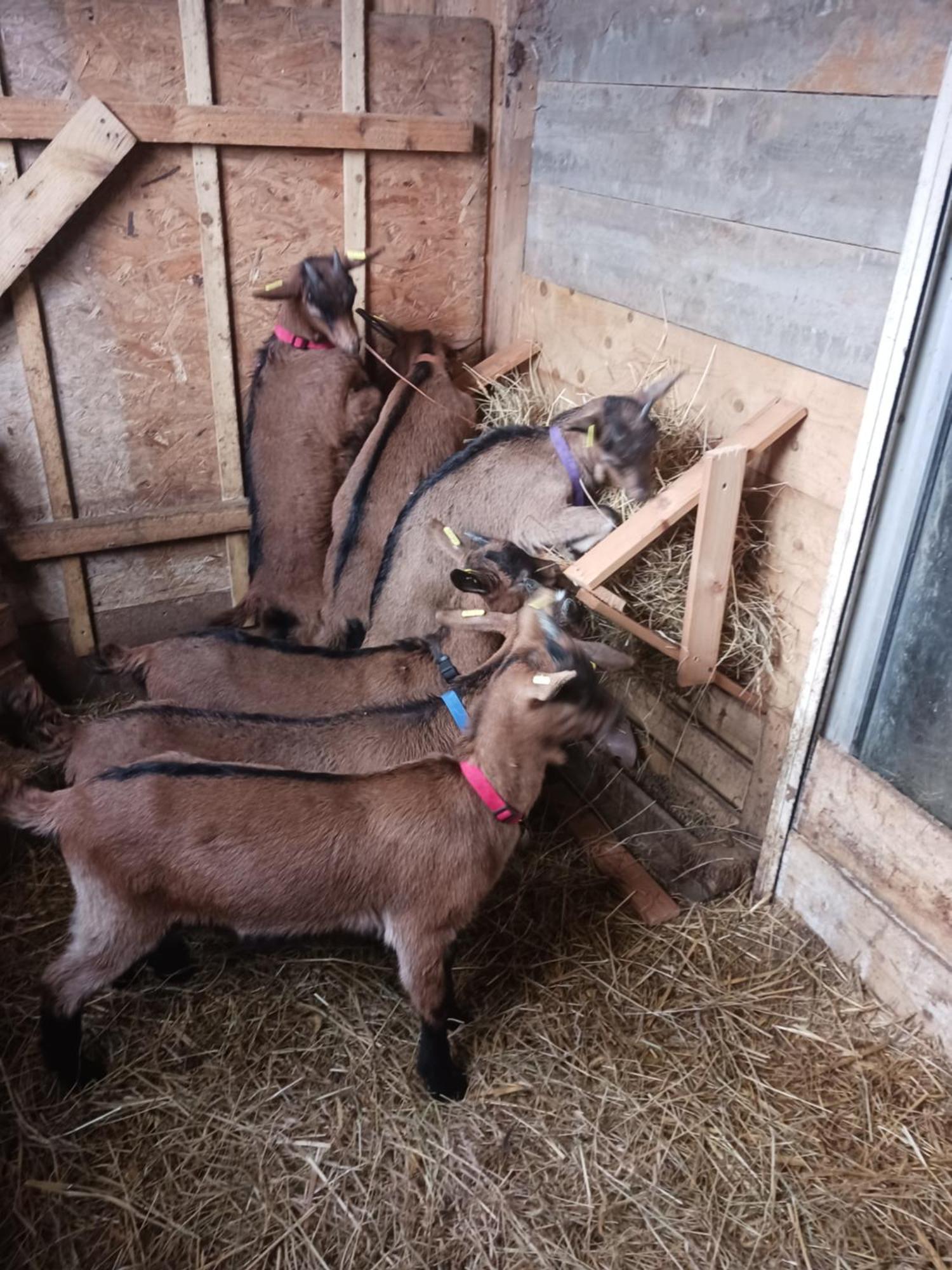 La Ferme Stanczak Apartment Treguier Bagian luar foto
