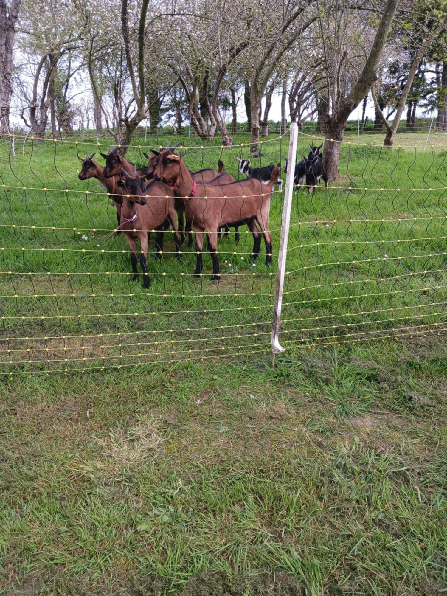 La Ferme Stanczak Apartment Treguier Bagian luar foto